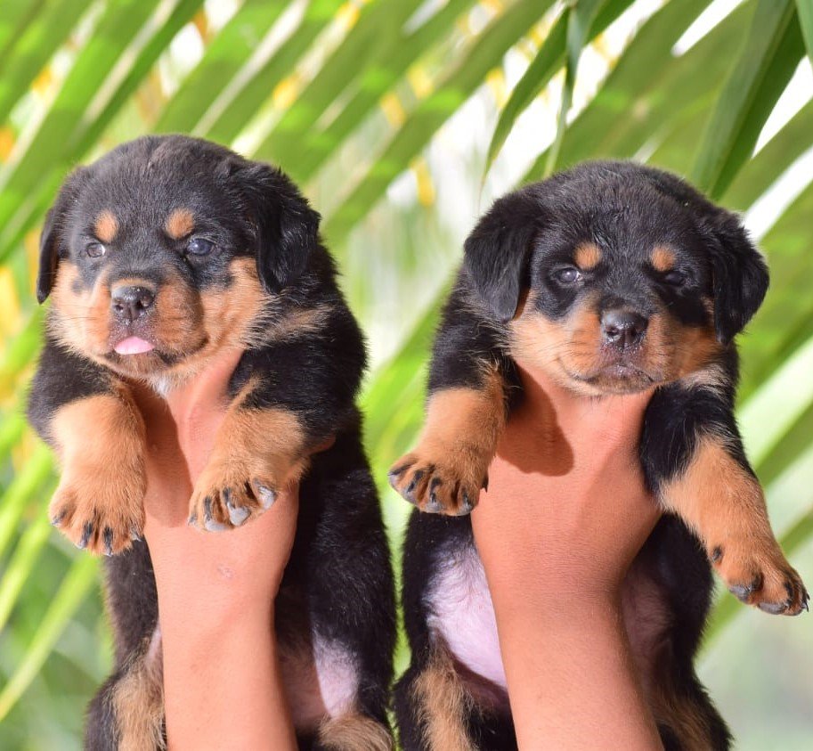 Buy Male Rottweiler Puppy from Ahmedabad